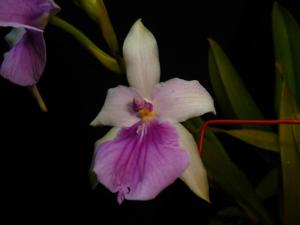 Miltonia regnellii