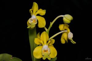 Vanda denisoniana