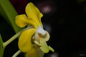 Vanda denisoniana