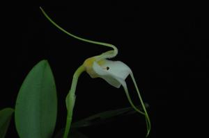 Masdevallia andreettana
