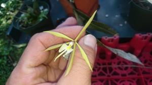 Epidendrum nocturnum