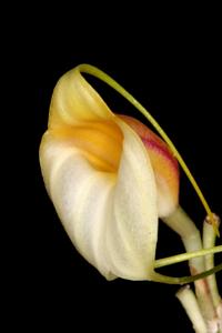 Masdevallia reichenbachiana