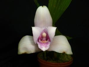 Lycaste virginalis