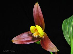 Lycaste lasioglossa