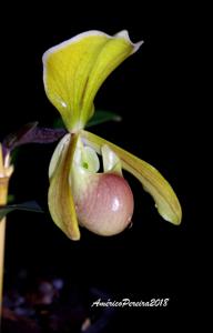 Paphiopedilum helenae