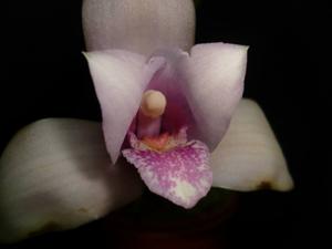 Lycaste virginalis