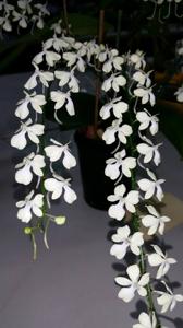 Aerangis citrata