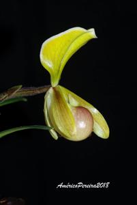 Paphiopedilum helenae