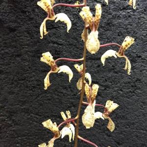 Gongora scaphephorus