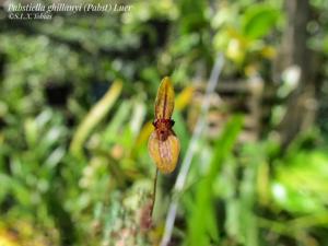 Pabstiella ghillanyi