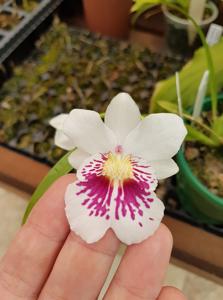 Miltoniopsis phalaenopsis