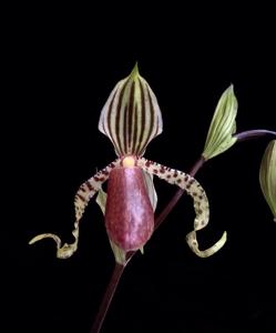 Paphiopedilum supardii