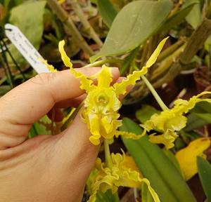 Dendrobium spectabile