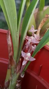 Bryobium hyacinthoides