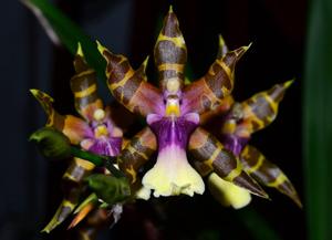 Miltonia clowesii