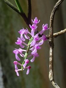 Cleisostomopsis eberhardtii