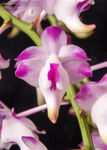 Aerides lawrenceae