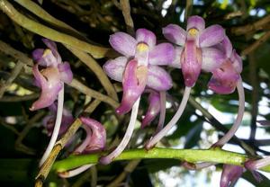 Aerides leeana