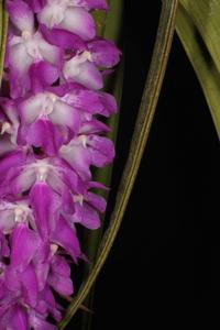 Aerides multiflora