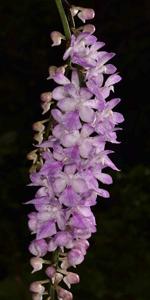 Aerides multiflora