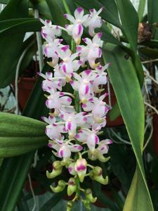 Aerides odorata