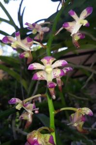 Aerides quinquevulnera