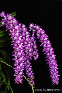 Aerides rosea