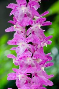 Aerides rosea