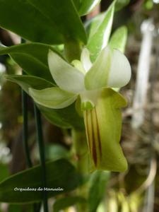 Dendrobium ellipsophyllum