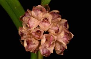 Agrostophyllum callosum