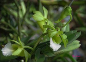 Vanda vietnamica