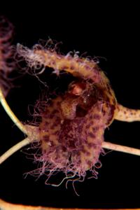Stelis villosa