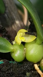 Bulbophyllum leion