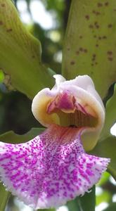 Cattleya granulosa