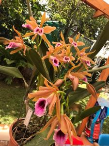 Cattleya tenebrosa