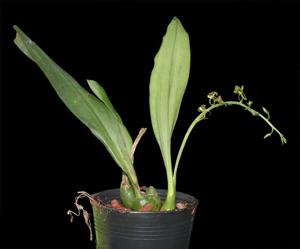 Liparis bootanensis