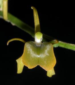 Liparis bootanensis