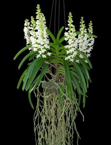 Rhynchostylis coelestis