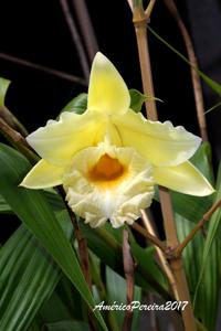 Sobralia xantholeuca