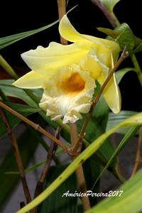 Sobralia xantholeuca