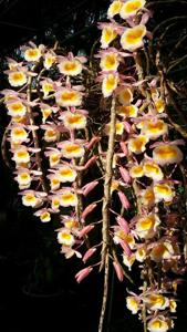 Dendrobium polyanthum