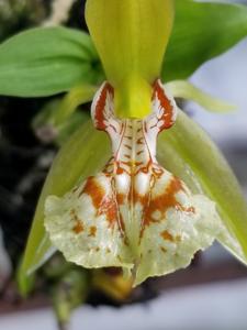 Coelogyne schilleriana