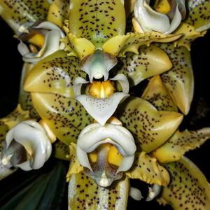 Stanhopea oculata