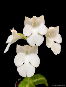 Habenaria carnea