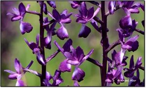 Anacamptis laxiflora