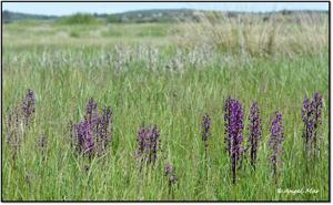 Anacamptis laxiflora