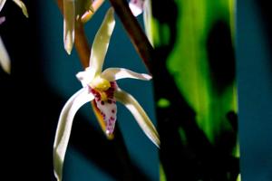 Cymbidium aliciae