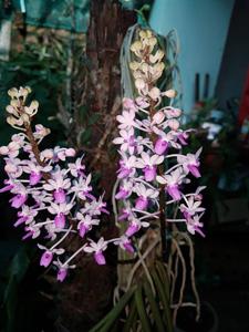 Seidenfadenia mitrata