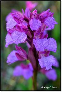 Anacamptis papilionacea