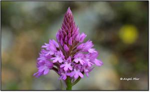 Anacamptis pyramidalis